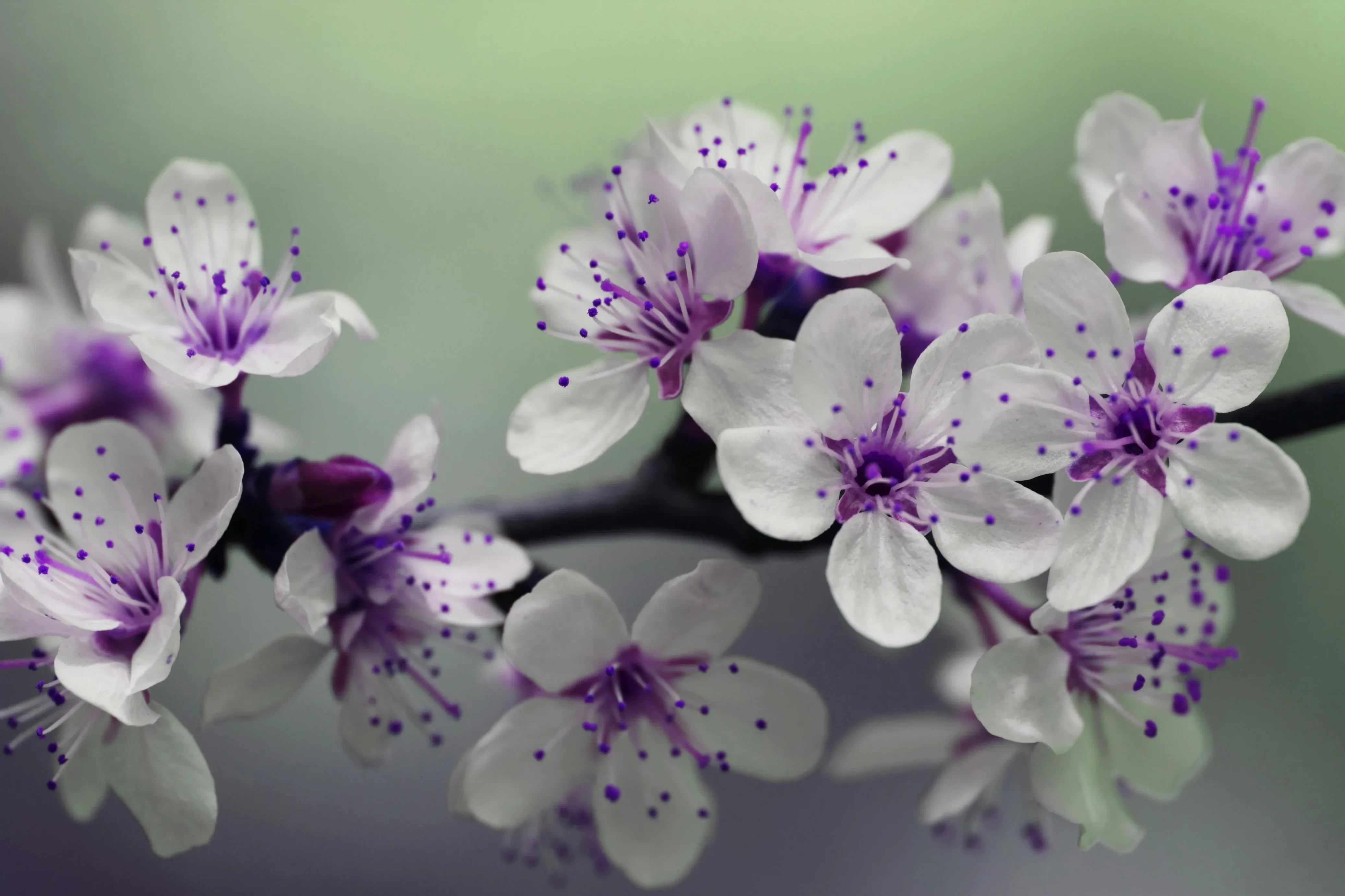 idaisy 2